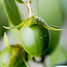 Carica l'immagine nel visualizzatore di Gallery, Hallelujah Lime & Patchouli Nourishing Cleanser 200ml