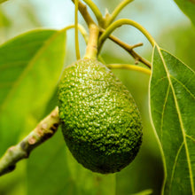 Carica l'immagine nel visualizzatore di Gallery, Hallelujah Lime & Patchouli Nourishing Cleanser 200ml