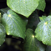 Carica l'immagine nel visualizzatore di Gallery, Hallelujah Lime & Patchouli Nourishing Cleanser 200ml