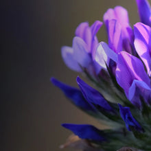 Carica l'immagine nel visualizzatore di Gallery, Glow Vitamin C Brightening Serum 30ml