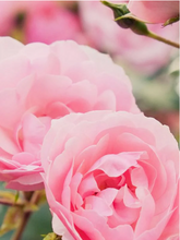 Carica l'immagine nel visualizzatore di Gallery, SHAMPOO ELISIR AYURVEDICO ROSE REPAIR ml200