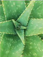 Carica l'immagine nel visualizzatore di Gallery, WONDER HAIR TONIC 100ml