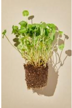 Carica l'immagine nel visualizzatore di Gallery, MIXSOON Soondy Centella Asiatica Essence 100ml