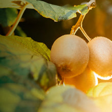 Carica l'immagine nel visualizzatore di Gallery, Glow Vitamin C Brightening Serum 30ml