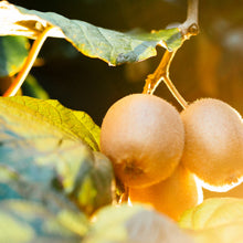 Carica l'immagine nel visualizzatore di Gallery, Harmony Hyaluronic Manuka Honey Night Cream 60ml