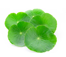 Carica l&#39;immagine nel visualizzatore di Gallery, MIXSOON Soondy Centella Asiatica Essence 100ml
